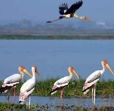 Kolleru Bird Sanctuary- Eluru